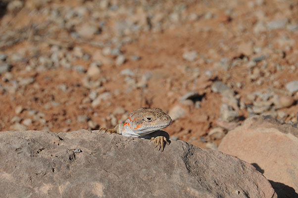 DSC_1789.jpg (4288x2848) NIKON D300 - 18-200mm f/3.5-5.6 // F10 // 1/400 sec // ISO 400 // 200,0 mm // no Flash // 2008:07:10 09:38:55 DSC_1789.jpg (4288x2848) NIKON D300 - 18-200mm f/3.5-5.6 // F10 // 1/400 sec // ISO 400 // 200,0 mm // no Flash // 2008:07:10 09:38:55